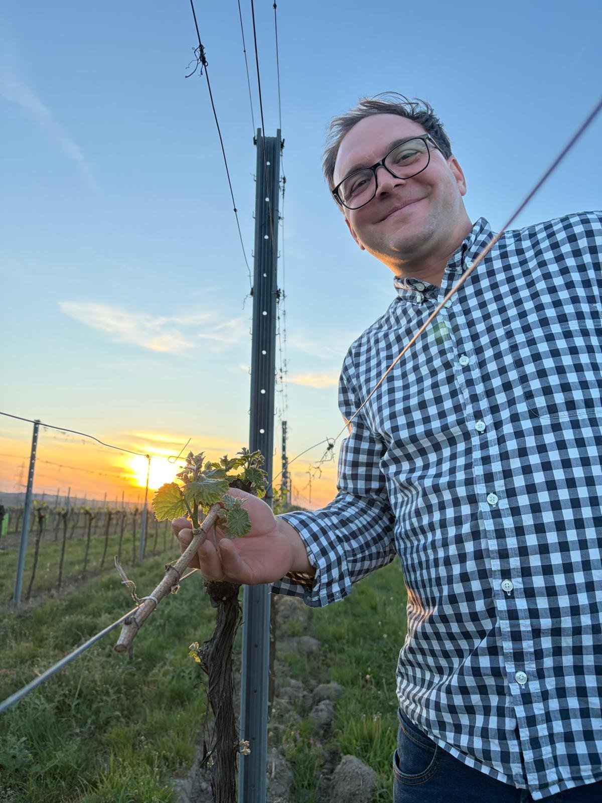 Johannes Maringer in seinen Rebzeilen, kurz vor Sonnenuntergang.